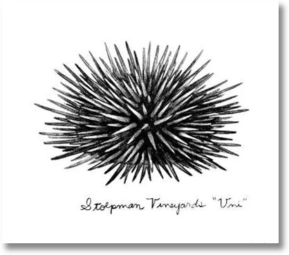 Stolpman Vineyards 2024 Uni