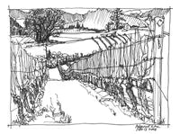 Ridgecrest 2024 Gruner Veltliner